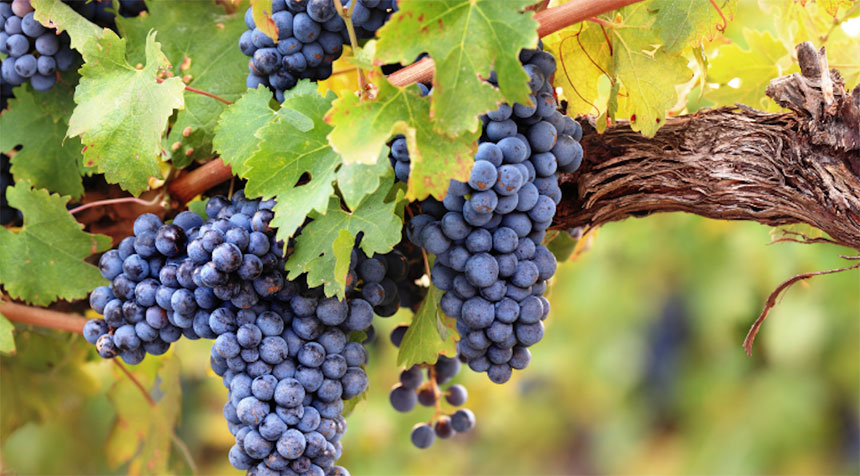 December 19, 2025, Friday of the Third Week of Advent, Holy Rosary (Sorrowful Mysteries)